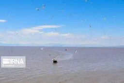 بازگشت فلامینگوها به دریاچه ارومیه