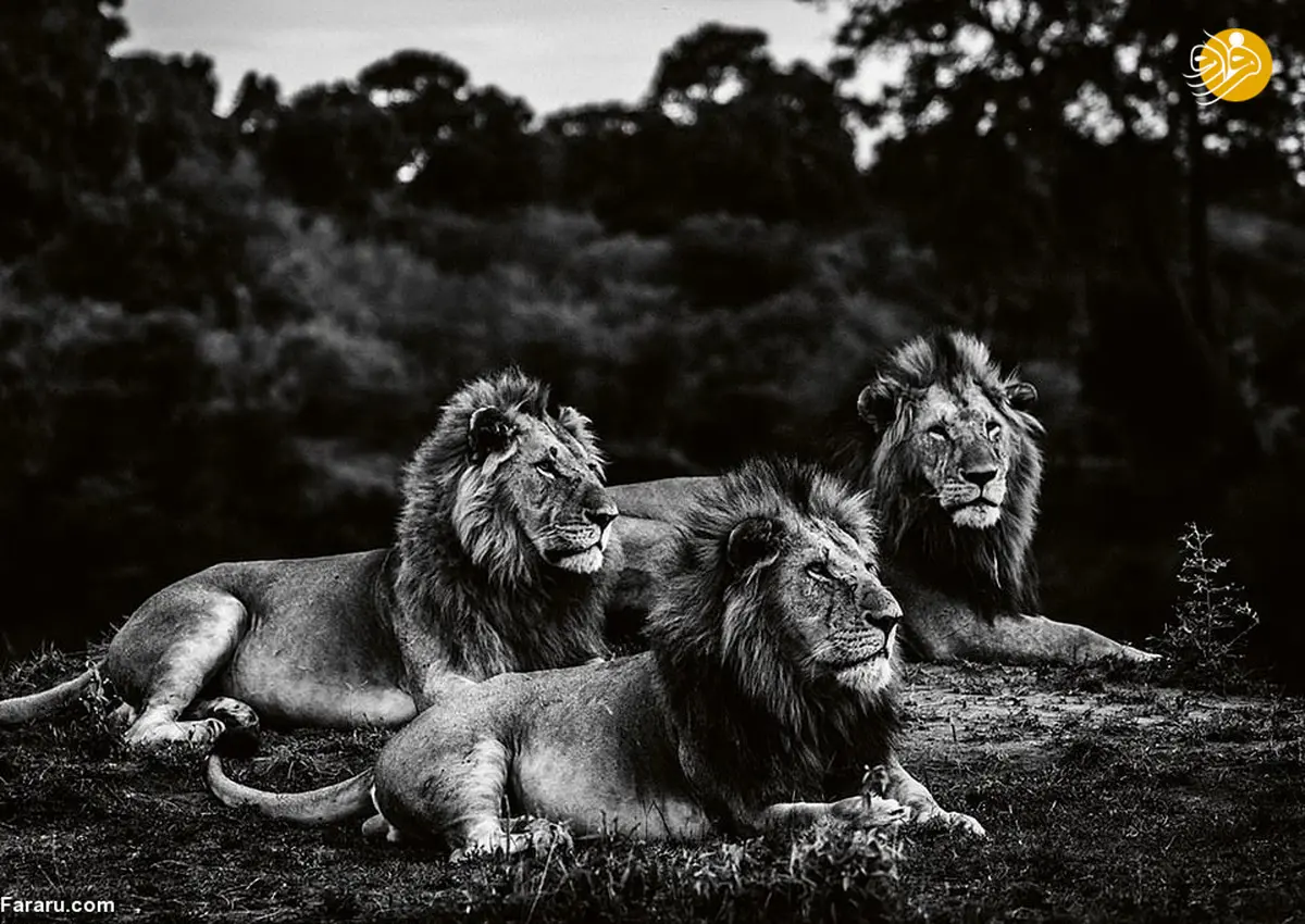عظمت شیرها در عکس‌های سیاه و سفید