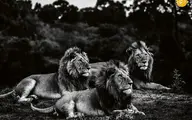 عظمت شیرها در عکس‌های سیاه و سفید