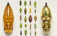 این حشرات عجیب به حشرات جواهری معروف هستند | مثل طلا برق میزنه! + عکس