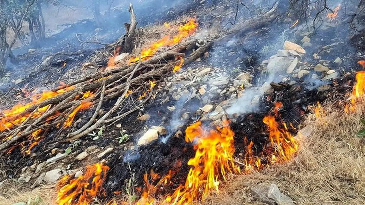 367 میلیارد تومان، میزان خسارت وارد شده به جنگل‌های لرستان بر اثر آتش‌سوزی