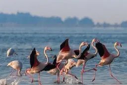 محیط زیست: رد پای قاتل ۸۸ هزار پرنده میانکاله هنوز در منطقه دیده نشده