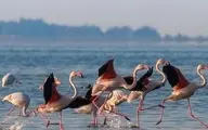 محیط زیست: رد پای قاتل ۸۸ هزار پرنده میانکاله هنوز در منطقه دیده نشده