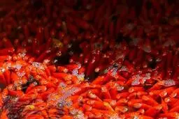 مسافری از چین؛ چگونه «ماهی قرمز کوچولو» به محیط زیست آسیب می‌زند؟