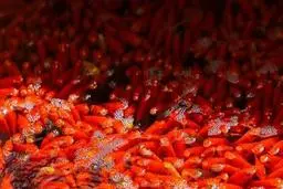 مسافری از چین؛ چگونه «ماهی قرمز کوچولو» به محیط زیست آسیب می‌زند؟