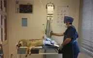جراحی یک گرگ تصادف کرده در بیمارستان دامپزشکی تهران