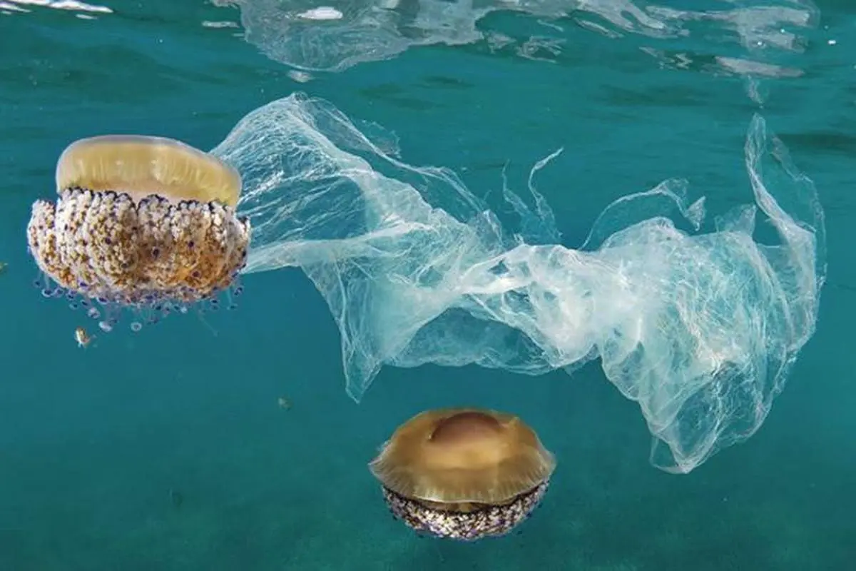 گزارش روند افزایشی آلودگی پلاستیکی در اقیانوس‌ها