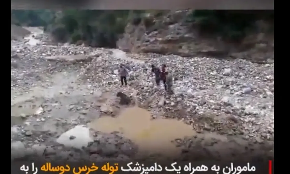 ویدیو: کشتن بیرحمانه توله خرس ۲ساله در سوادکوه