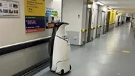 پنگوئنی که کارمند یک بیمارستان شد! | عجیب ولی کاملاً واقعی!