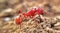 اسپرم مورچه آتشین تمامی اطلاعات دی‌ان‌ای تخمک را نابود می‌کند!
