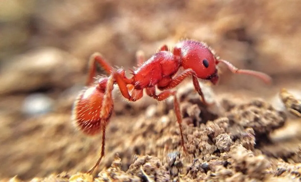 اسپرم مورچه آتشین تمامی اطلاعات دی‌ان‌ای تخمک را نابود می‌کند!