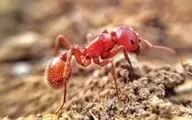 همزیستی بین درختِ آکاسیا و کلونی مورچه