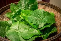 می‌خوای بدونی چطوری برگ مو پلاسیده نشه؟ بیا تا بهت یاد بدم | آموزش تازه نگه داشتن برگ مو+ ویدئو