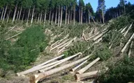 ارزش اقتصادی جنگل چیست؟