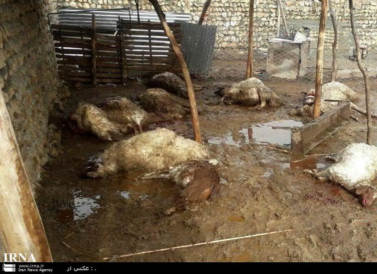 یک هزار و 220 راس دام در سیل خوزستان تلف شدند