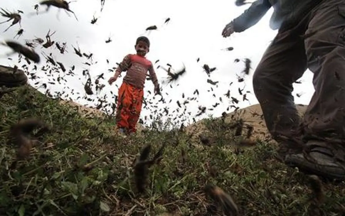 هجوم ملخ ها به مزارع کوهرنگ شدت گرفت