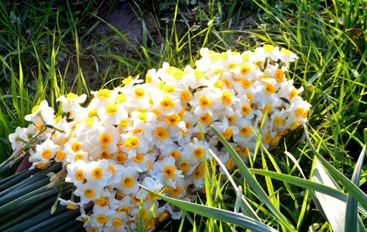 خاستگاه گل نرگس