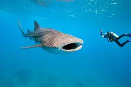 تصاویری از بزرگترین کوسه نهنگ زنده در دنیا در خلیج فارس | 19 تن وزن دارد! + ویدئو