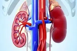 کرونا تاثیر مستقیم در بروز مشکلات کلیوی ندارد 