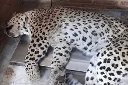 پیدا شدن لاشه یک قلاده پلنگ در منطقه حفاظت شده تجن 