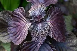 گیاه مریم گلی و نعنا در بهبود کووید ۱۹ موثرند