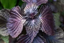 گیاه مریم گلی و نعنا در بهبود کووید ۱۹ موثرند
