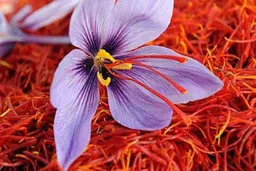 صادرات زعفران کند و هزینه آن سرسام آور است