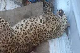 کشته شدن یک قلاده پلنگ در قوچان به ضرب گلوله!
