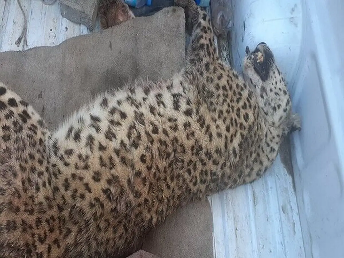 کشته شدن یک قلاده پلنگ در قوچان به ضرب گلوله!