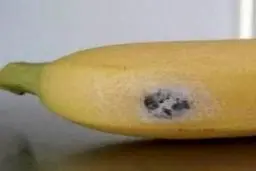 در این 2 ساعت خاص موز نخورید، کشته می شوید! | این متن را جدی بگیرید!