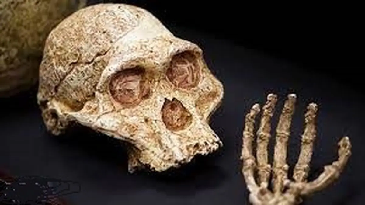 کشف بقایای فسیل شده یک کودک مربوط به ۲۵۰ هزار سال پیش +فیلم