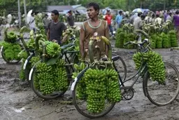 نامه رئیس اتحادیه محصولات کشاورزی به رئیسی: روسیه و هند موانعی را پیش روی صادرات ما ایجاد کرده اند | با اتخاذ سیاست اقدام متقابل، واردات موز و دیگر محصولات کشاورزی را از هند ممنوع کنید