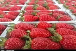 توت‌فرنگی کیلویی ۲۰۰ هزار تومانی در بازار تهران