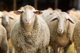 پرورش گوسفند در ورزشگاه علی دایی سرعین به نام فوتبال!+ویدئو 