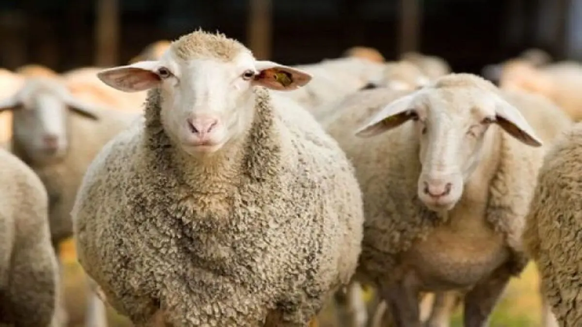 پرورش گوسفند در ورزشگاه علی دایی سرعین به نام فوتبال!+ویدئو 