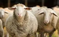 پرورش گوسفند در ورزشگاه علی دایی سرعین به نام فوتبال!+ویدئو 