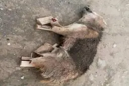 پیداشدن جسد یک گرگ بدون دست و پا در شهر بوکان! | طب خرافی چه بر سر طبیعت آورده...+ عکس