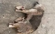 پیداشدن جسد یک گرگ بدون دست و پا در شهر بوکان! | طب خرافی چه بر سر طبیعت آورده...+ عکس