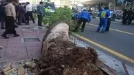 فوری | سقوط درخت در خیابان ولیعصر | انسداد مسیر خیابان ولیعصر(عج) به علت سقوط درخت + ویدئو