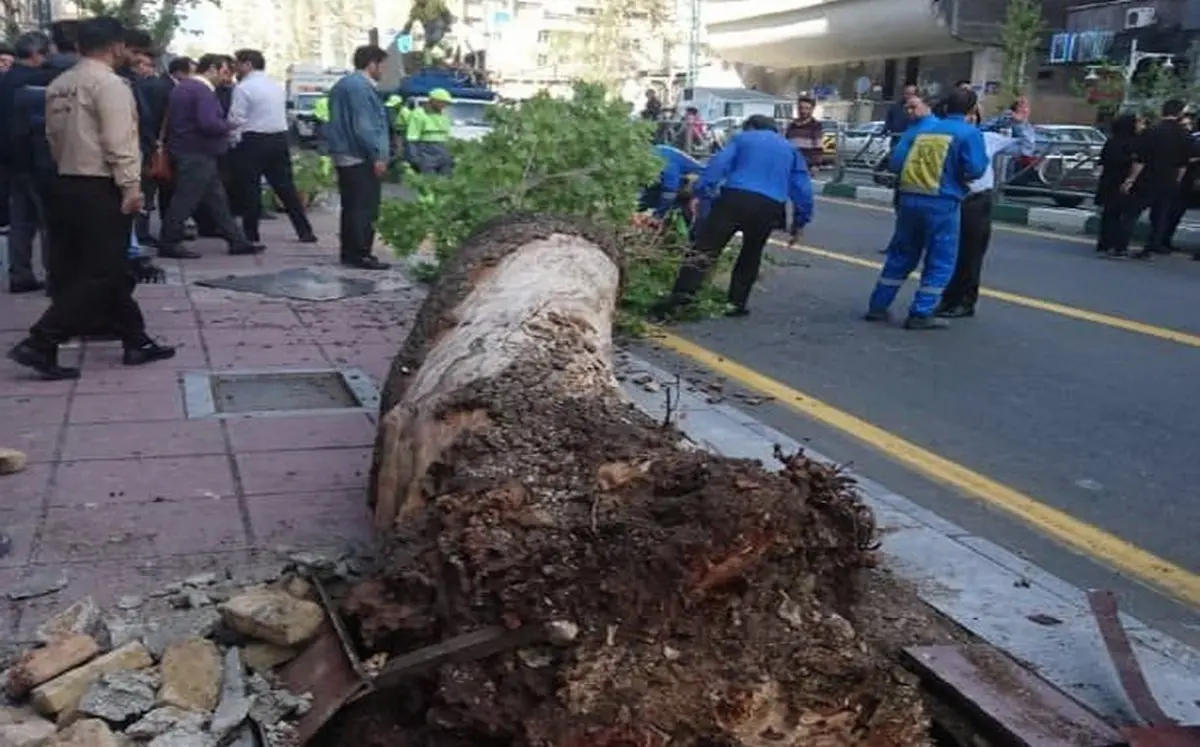 فوری | سقوط درخت در خیابان ولیعصر | انسداد مسیر خیابان ولیعصر(عج) به علت سقوط درخت + ویدئو