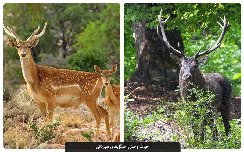 آشنایی کامل با جنگل های هیرکانی!