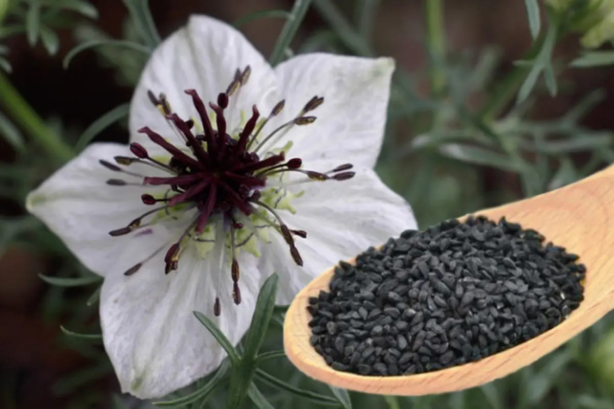 اثر گیاه معروف  برای داروی ضد کرونا  | می‌توان از آن برای درمان آلرژی  استفاده کرد
