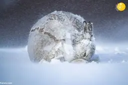 تصاویر مسابقه عکاسی از جهان طبیعی در سال ۲۰۲۰  هر سال توسط دانشگاه علوم کالیفرنیا برگزار می‌شود. 