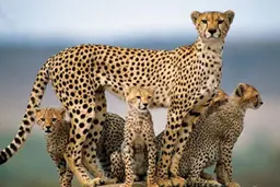 مادرانه‌های یوز ایرانی | قابی با شکوه از یوزپلنگ آسیایی و فرزندانش+تصویر