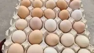 قیمت تخم‌مرغ در 11 خرداد | هر شانه تخم مرغ چند ؟ | میزان افزایش تخم مرغ در این ماه؟