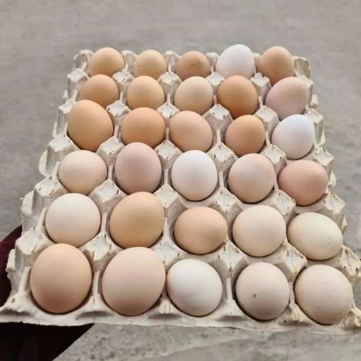 قیمت تخم‌مرغ در 11 خرداد | هر شانه تخم مرغ چند ؟ | میزان افزایش تخم مرغ در این ماه؟