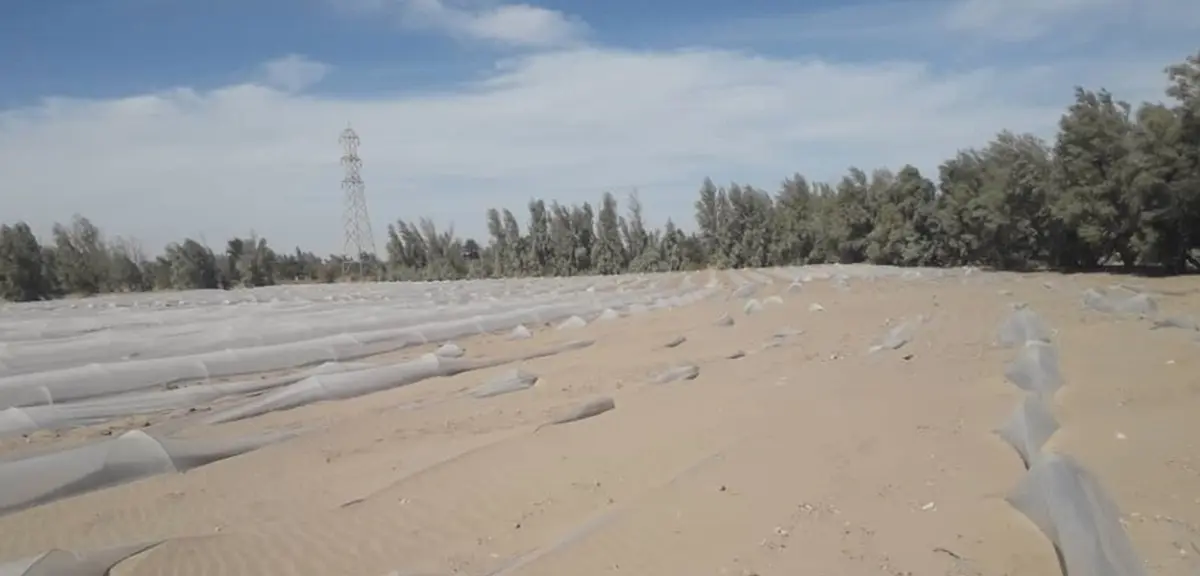 
طوفان شن  |   بلایی که کشاورزان رودبار جنوب کرمان را به خاک سیاه نشاند