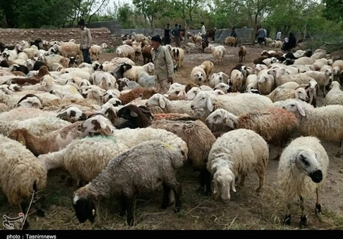 قیمت گوشت گوسفندی امروز اعلام شد | ران گوسفندی ۲ میلیون و  ۹۹۰ هزار تومان!