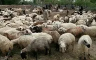 قیمت گوشت گوسفندی امروز اعلام شد | ران گوسفندی ۲ میلیون و  ۹۹۰ هزار تومان!