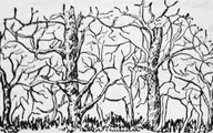 تست تصویری شاخه های درخت: حیوان مخفی در تصویر از شخصیت شما می گوید!